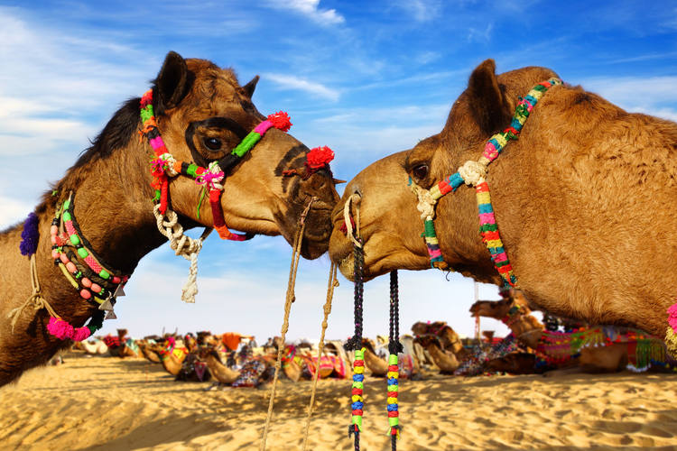 Bikaner-Camel Country