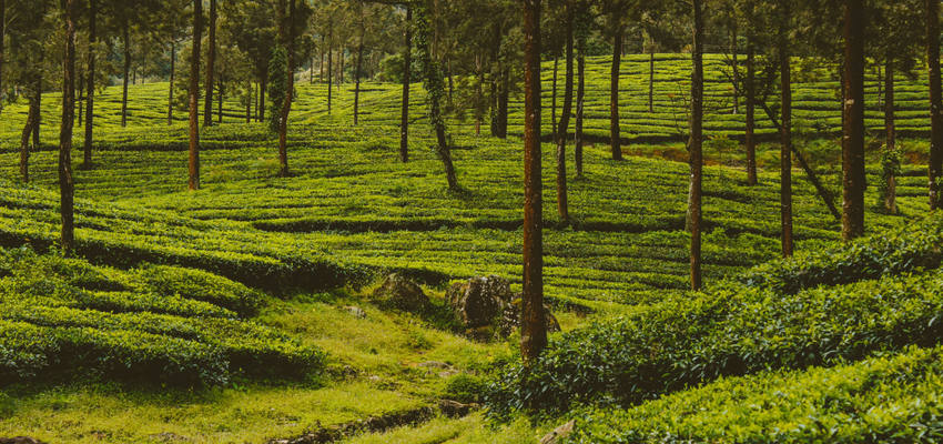 Indien Kerala in Januar 