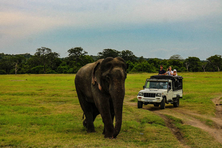 Safari in Sri Lanka