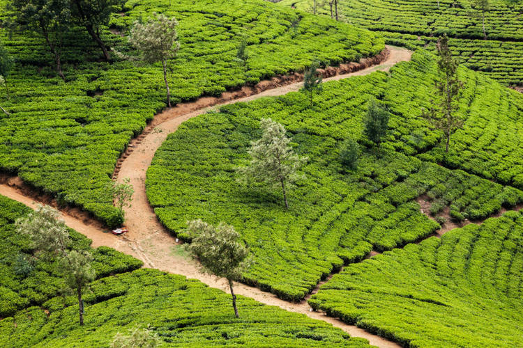 Teeplantage in Sri Lanka