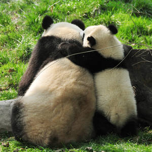 Pandas