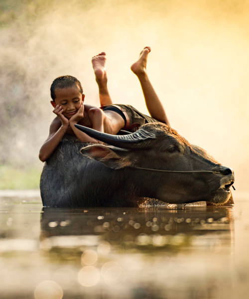 Kindern mit Wasserbüffel spielen