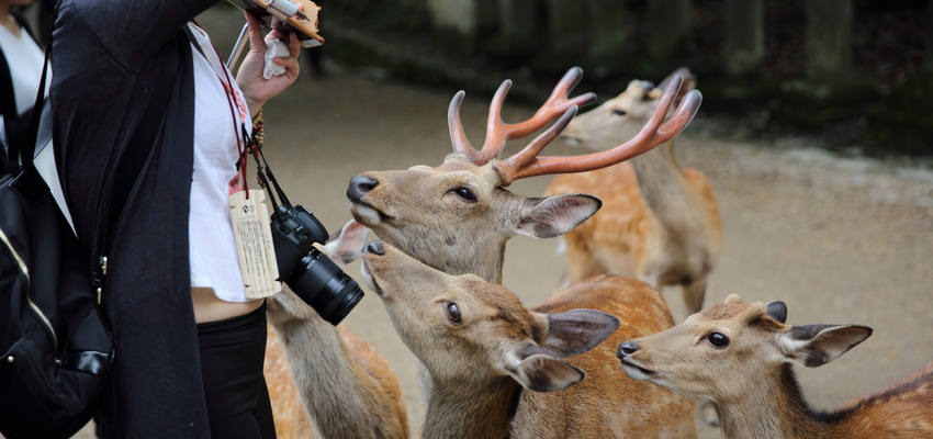 Nara Deer Park