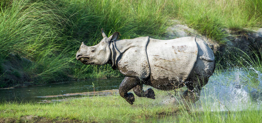 Tierwelt-Nepal