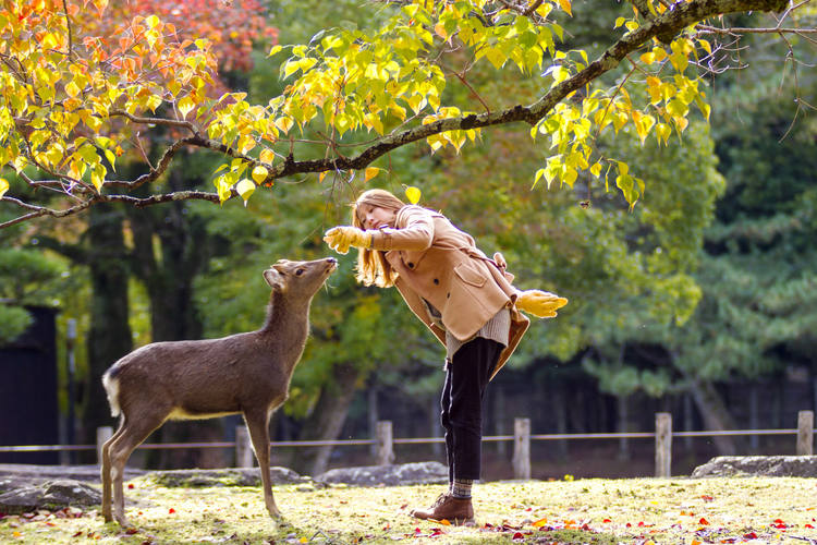 Japan Rundreise 2 Wochen