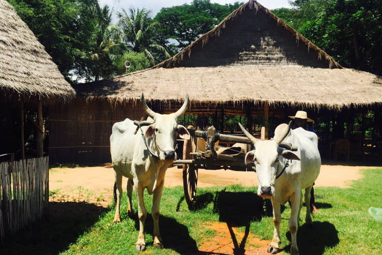 Ochsenkarrenfahrt in Siem Reap