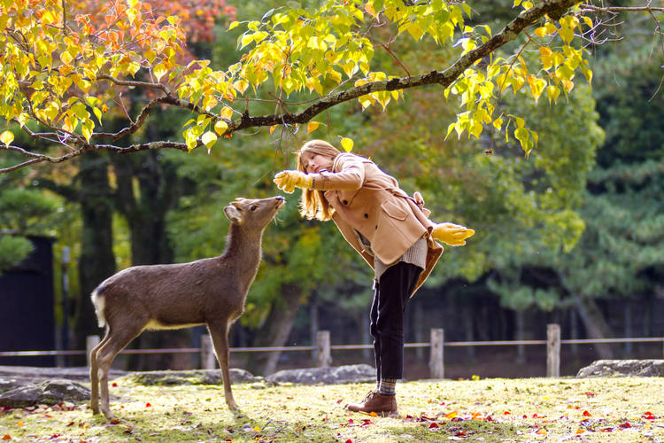 Nara/Japan im November